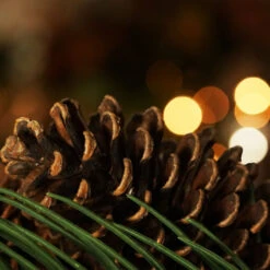 Northlight Long Pine Needle And Pinecone Artificial Christmas Wreath - 30" - Unlit -Christmas Decor Sale gzd2rrk6f1dvywjlxqdif1osocibvefj 48386.1588397406