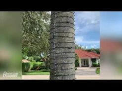 TreE-Z Wrap Clear - Available In Bags/Cases Of 5, 25 And 420 13 TreE-Z Wrap Clear - Available In Bags/Cases Of 5, 25 And 420 -Christmas Decor Sale hqdefault 25 138