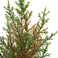 Northlight Mini Cedar Artificial Christmas Trees - 10" - Set Of 3 -Christmas Decor Sale northlight hn95114 04 82385.1702402353