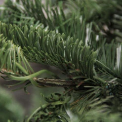 Northlight Real Touch™ Layered Nordmann Fir Artificial Christmas Tree - 7.5' - Unlit 9 Northlight Real Touch™ Layered Nordmann Fir Artificial Christmas Tree - 7.5' - Unlit -Christmas Decor Sale northlight j00083 3 85869.1600391949