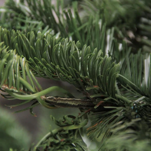 Northlight Real Touch™ Layered Nordmann Fir Artificial Christmas Tree - 7.5' - Unlit 5 Northlight Real Touch™ Layered Nordmann Fir Artificial Christmas Tree - 7.5' - Unlit - Image 3