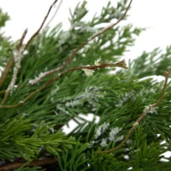 Northlight Real Touch™? Iced Cedar Artificial Christmas Wreath - 24" - Unlit -Christmas Decor Sale northlight jy91580 04 69039.1701796975